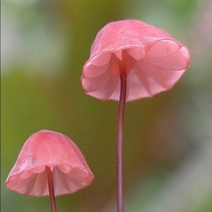 Meet your Posher, Caro